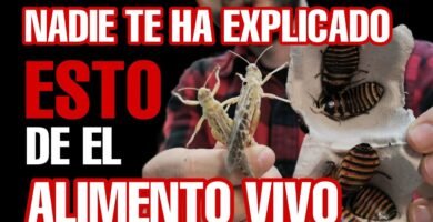 Alimentación adecuada para reptiles en terrarios