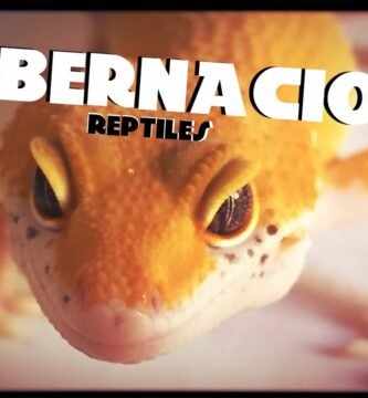 Alimentación de reptiles durante la hibernación