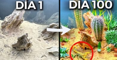 Alimentación de reptiles en terrarios de clima árido