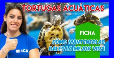 Características de los terrarios acuáticos para tortugas