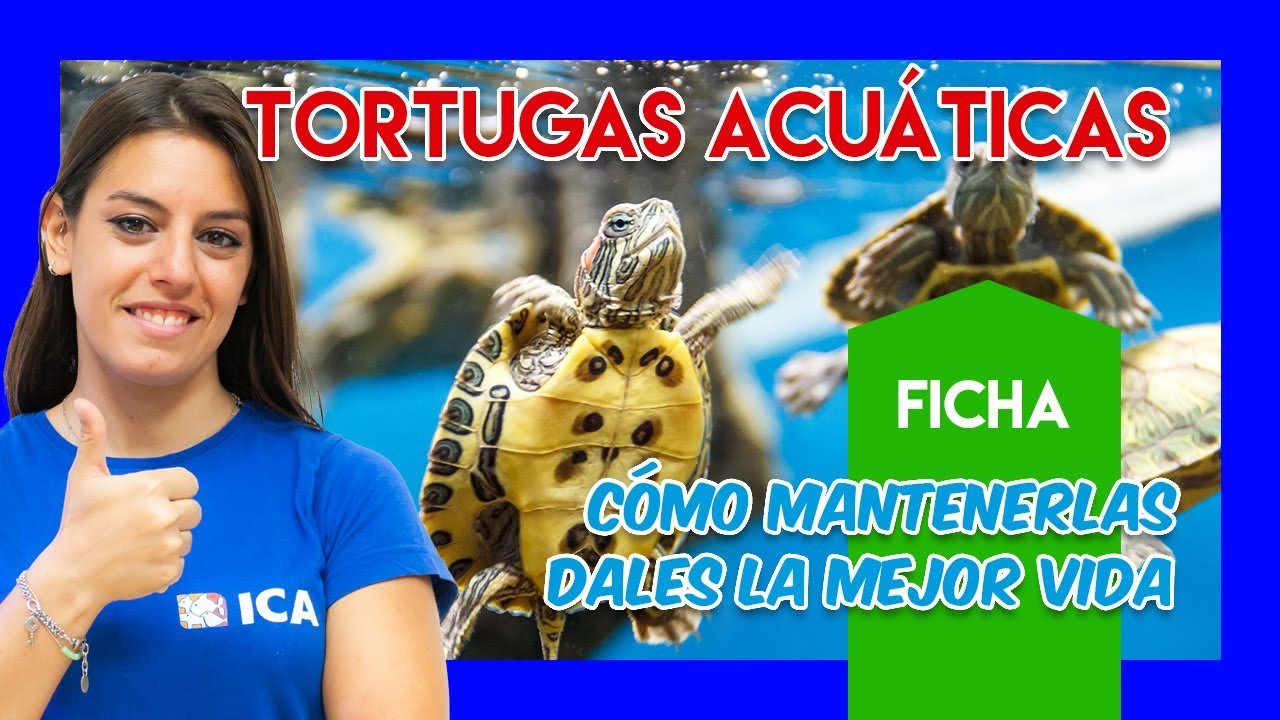 Características de los terrarios acuáticos para tortugas