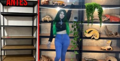 Cómo adaptar un terrario para reptiles en recuperación