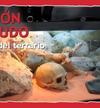 Cómo adaptar un terrario para reptiles jóvenes