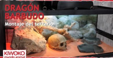 Cómo adaptar un terrario para reptiles jóvenes