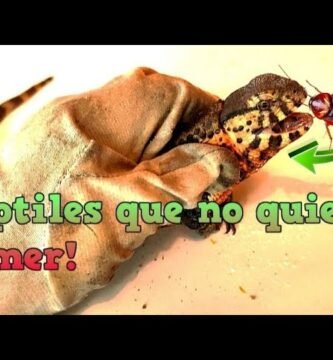 Cómo alimentar a reptiles de hábitos nocturnos