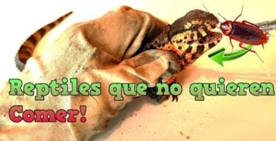 Cómo alimentar a reptiles enfermos o en recuperación
