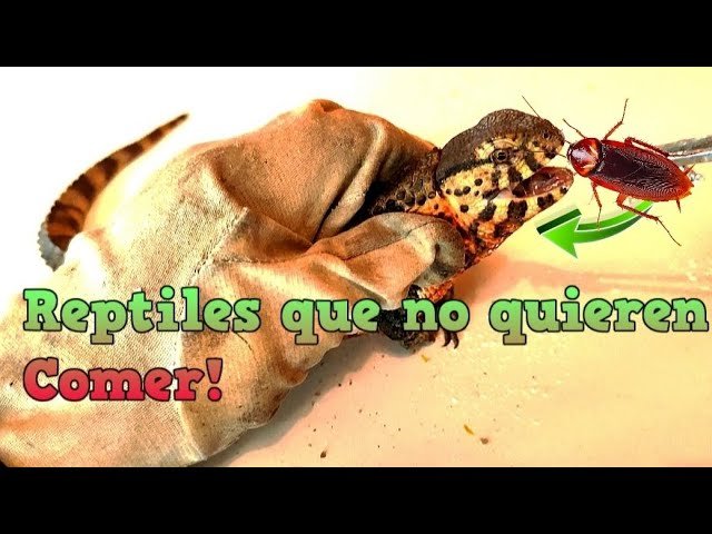 Cómo alimentar a reptiles enfermos o en recuperación
