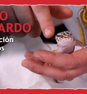 Cómo alimentar a un gecko leopardo en un terrario