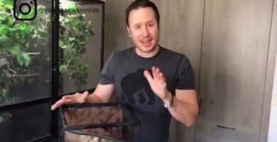 Cómo construir un terrario bioactivo para reptiles
