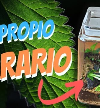 Cómo construir un terrario desde cero
