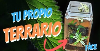 Cómo construir un terrario desde cero