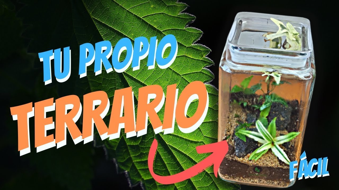 Cómo construir un terrario desde cero