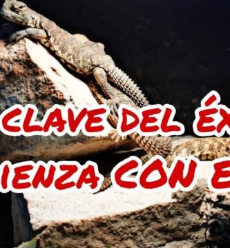 Cómo construir un terrario para reptiles en hibernación