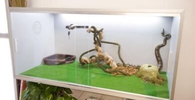 Cómo construir un terrario para reptiles grandes