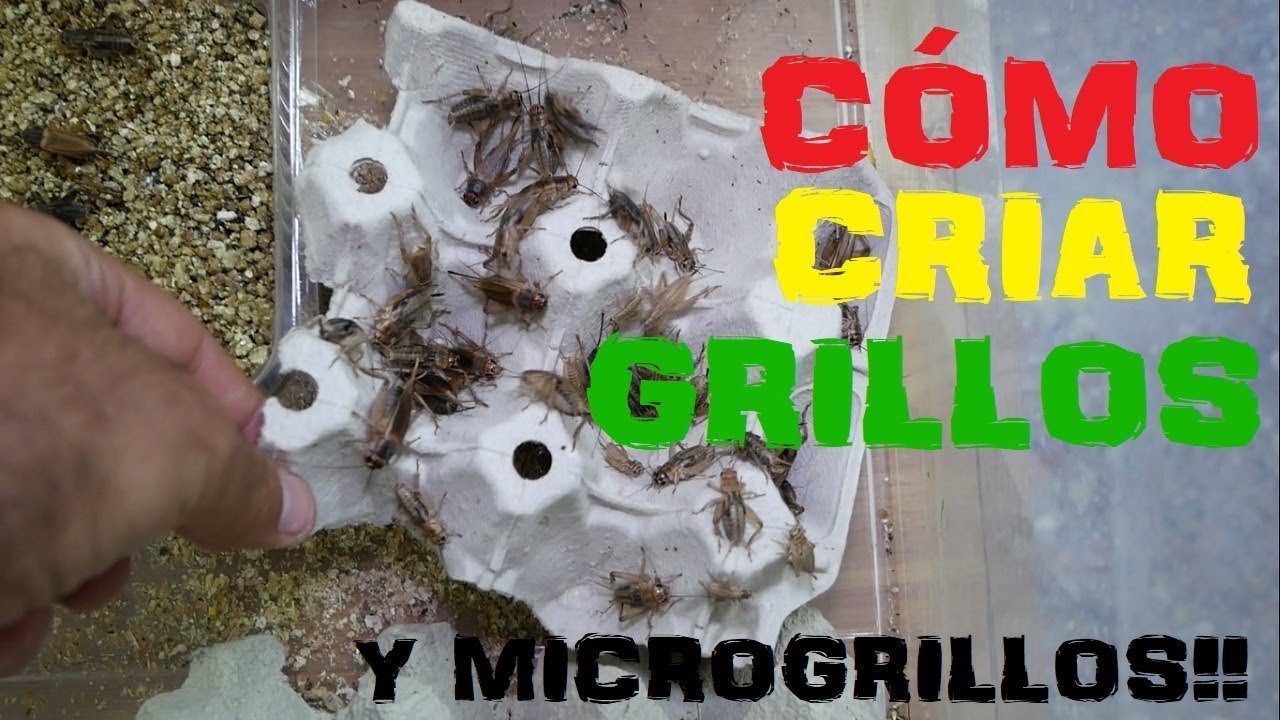 Cómo crear un ambiente adecuado para la reproducción de reptiles