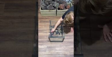 Cómo crear un entorno enriquecido para reptiles