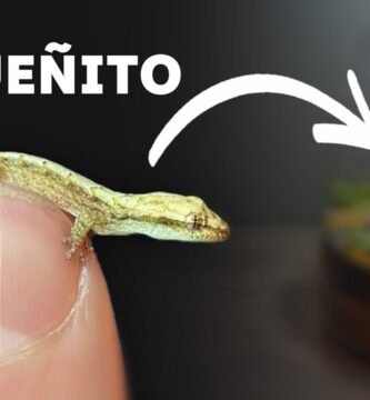 Cómo crear un terrario de exhibición para reptiles