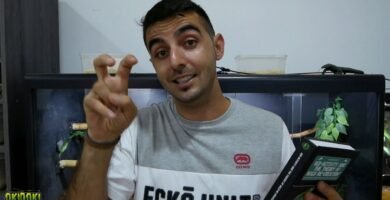 Cómo crear un terrario para reptiles nocturnos