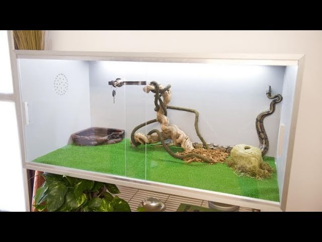 Cómo diseñar un terrario para reptiles trepadores