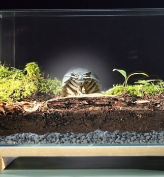 Cómo diseñar un terrario que imite el hábitat natural