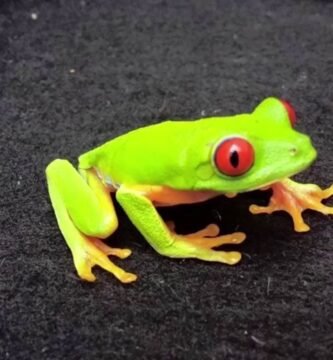 Cómo diseñar un terrario seguro para serpientes