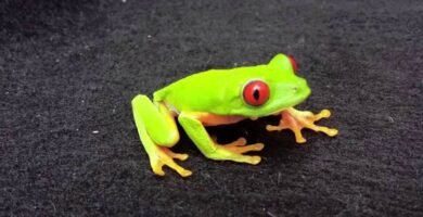 Cómo diseñar un terrario seguro para serpientes