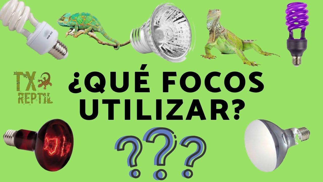 Cómo elegir el mejor sistema de iluminación para reptiles nocturnos