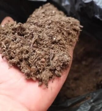 Cómo elegir el mejor sustrato para tu terrario de reptiles