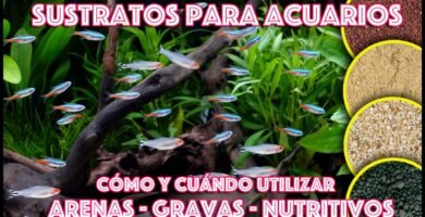 Cómo elegir el sustrato adecuado para un terrario tropical