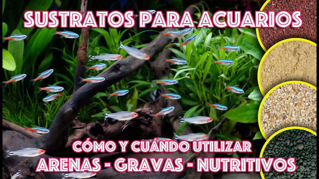 Cómo elegir el sustrato adecuado para un terrario tropical