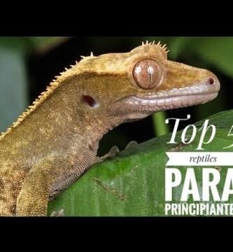 Cómo estimular la actividad en reptiles de terrario