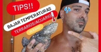 Cómo gestionar la temperatura en un terrario desértico