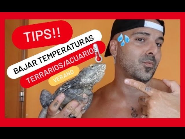 Cómo gestionar la temperatura en un terrario desértico