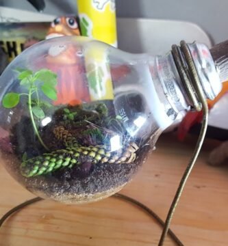 Cómo hacer un terrario con iluminación LED