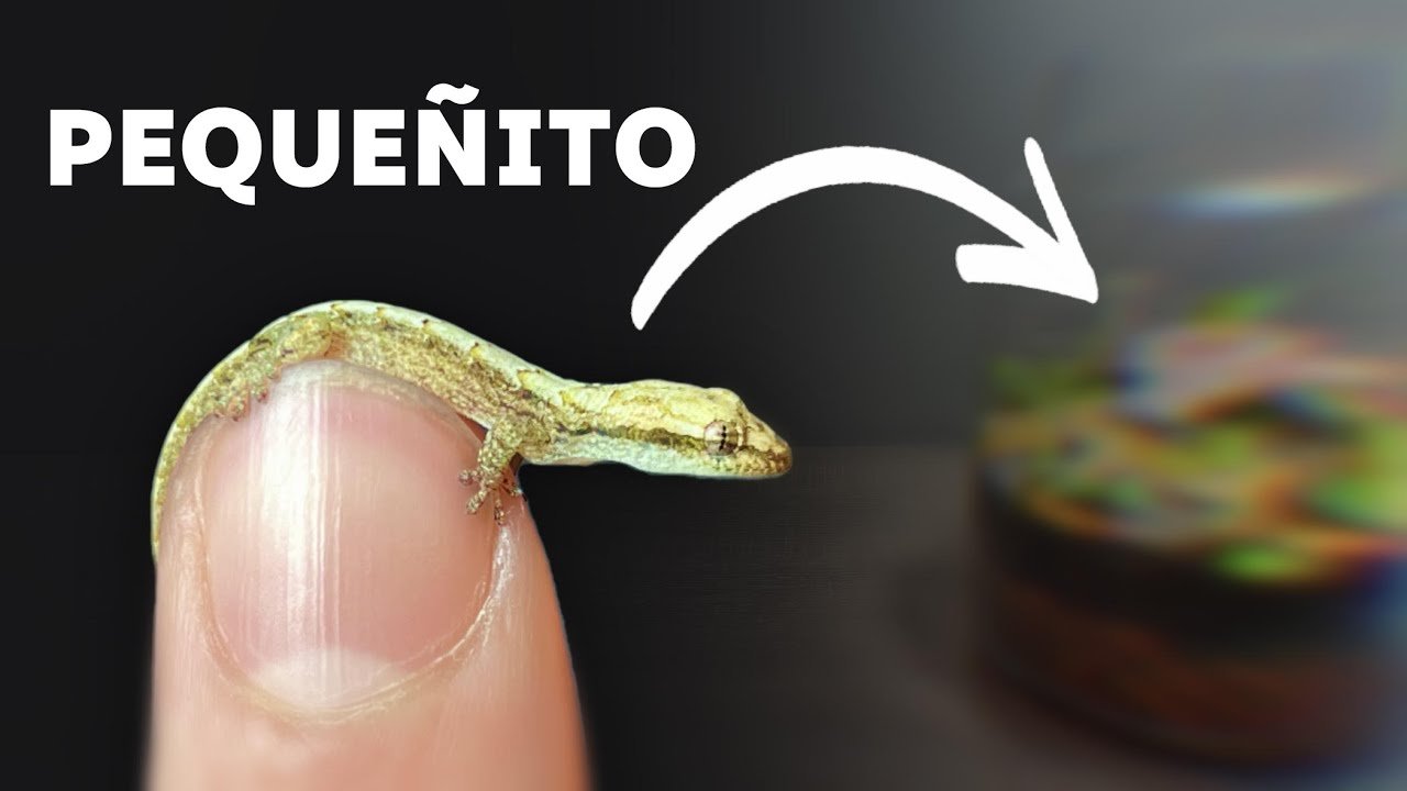 Cómo hacer un terrario minimalista para reptiles