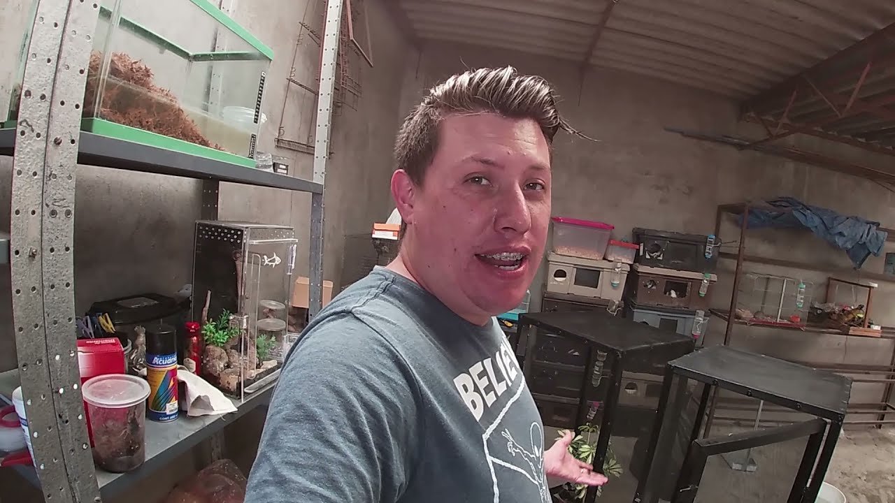 Cómo hacer un terrario mixto para reptiles