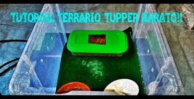 Cómo hacer un terrario portátil para reptiles
