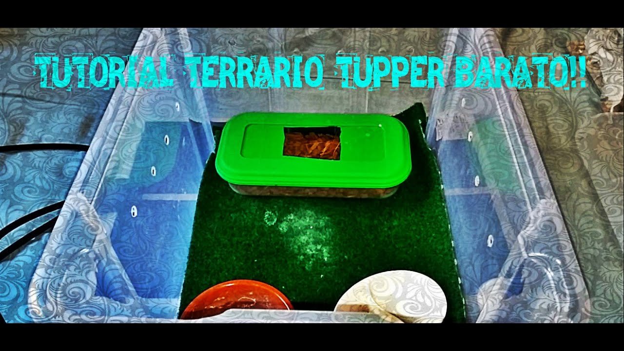 Cómo hacer un terrario portátil para reptiles