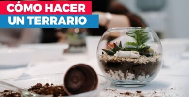 Cómo hacer un terrario portátil para viajes
