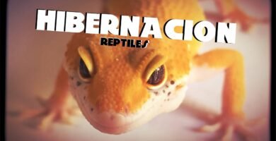 Cómo manejar el comportamiento de reptiles durante la hibernación