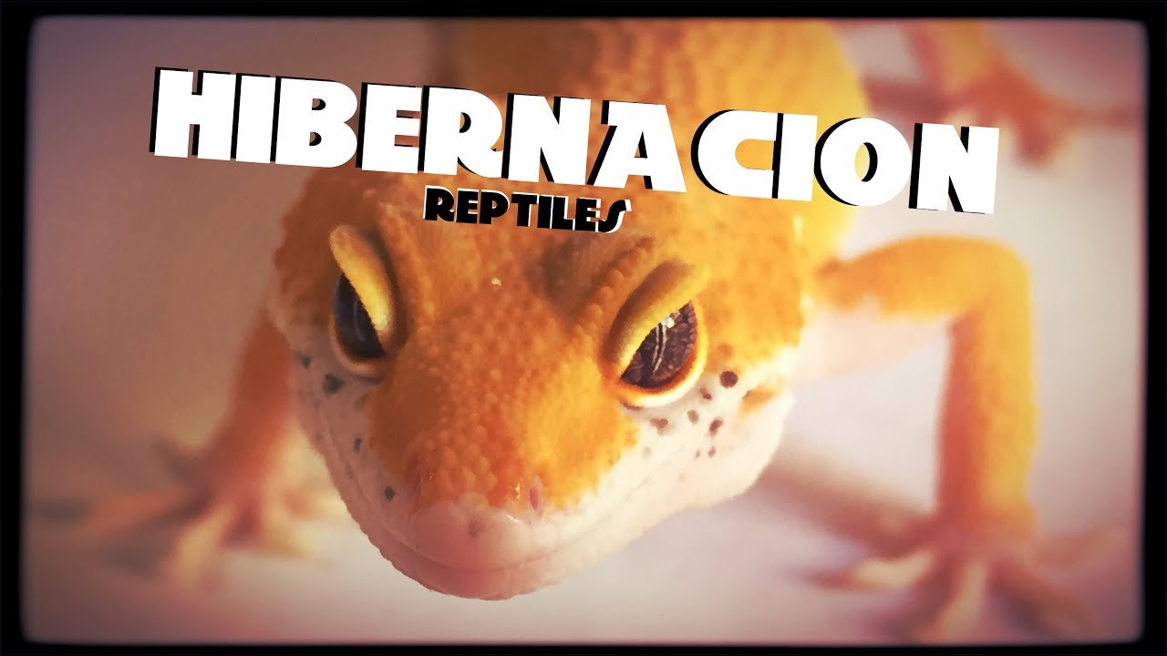 Cómo manejar el comportamiento de reptiles durante la hibernación