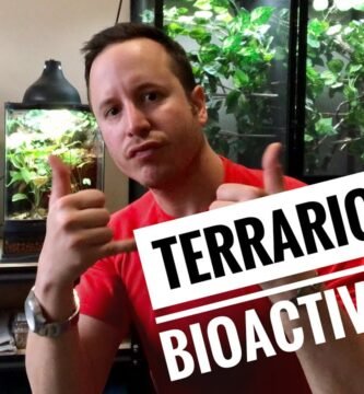 Cómo manejar el comportamiento de reptiles en terrarios bioactivos