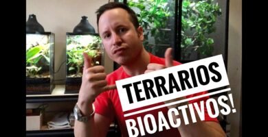 Cómo manejar el comportamiento de reptiles en terrarios bioactivos