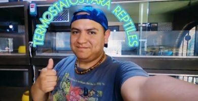 Cómo manejar el estrés en reptiles de terrario