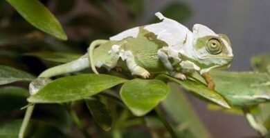 Cómo manejar la muda de piel en reptiles
