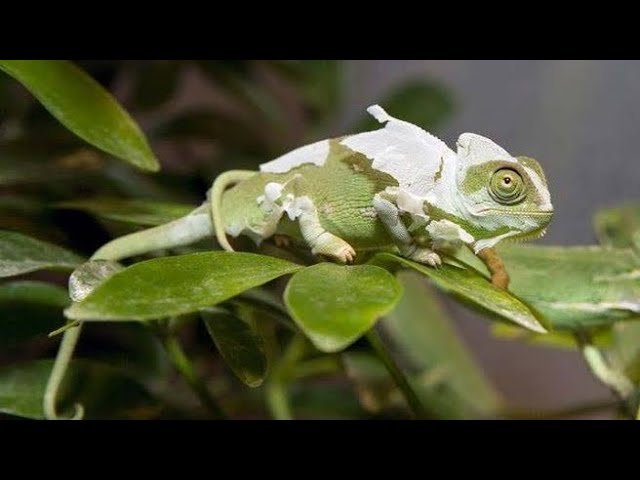 Cómo manejar la muda de piel en reptiles