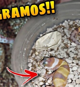Cómo manejar la reproducción de geckos en terrarios