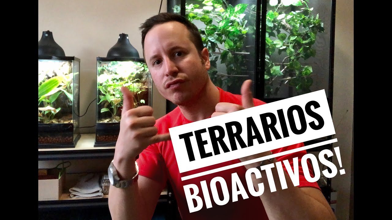 Cómo manejar la reproducción de reptiles en terrarios bioactivos