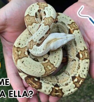 Cómo manejar la reproducción de serpientes en terrarios