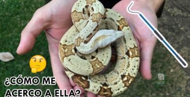 Cómo manejar la reproducción de serpientes en terrarios